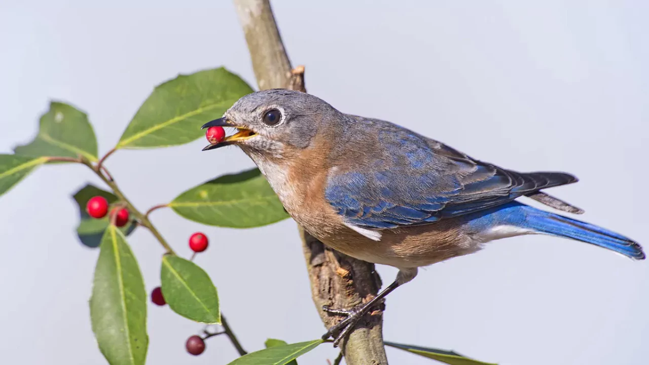 Where Do Bluebirds Go After They Fledge 2 Bluebirds looking for food