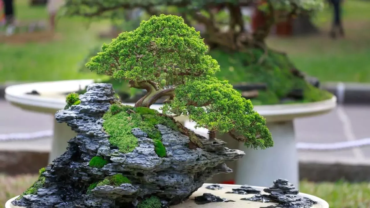Japanese Bonsai Tools Explained