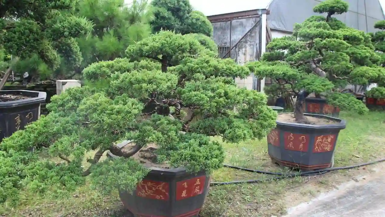 When to Repot Bonsai (What You Should Know) 3 Bonsai trees 3