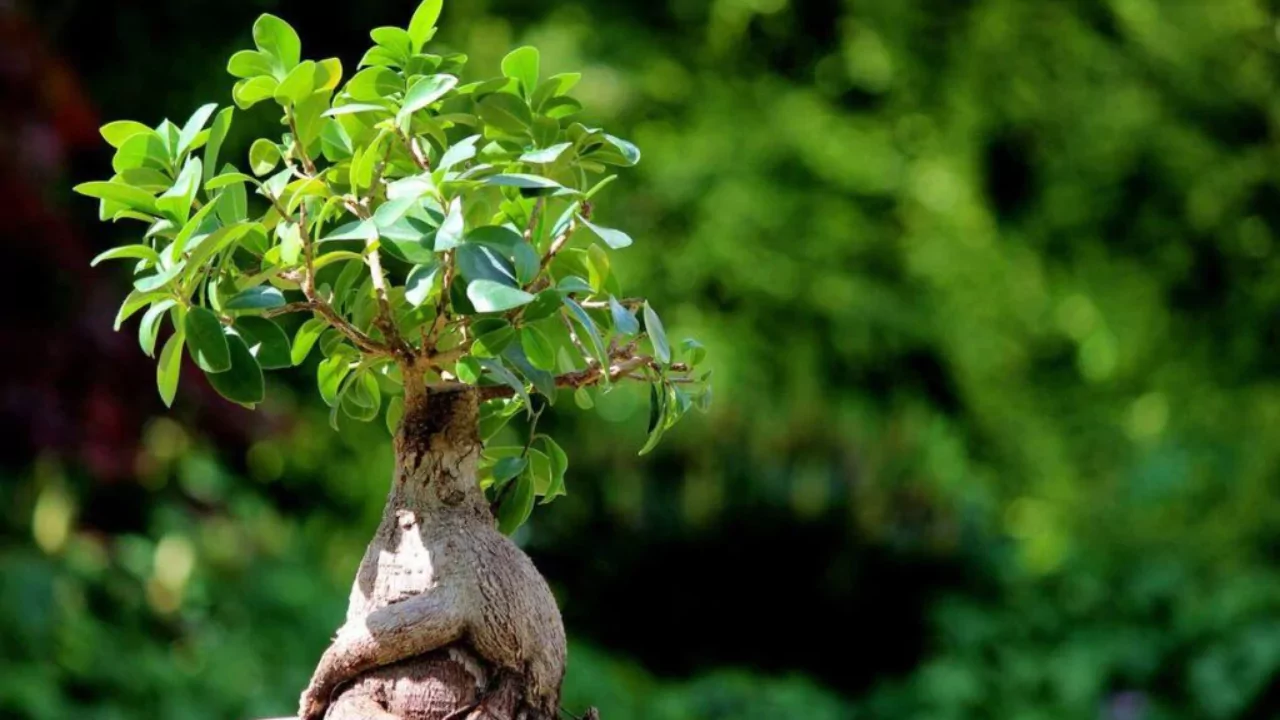 How Long Can A Bonsai Go Without Water