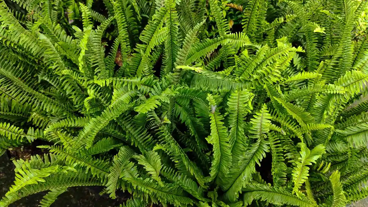 15 Kid-Safe Plants for Play Spaces (Indoors & Outdoors) 5 Boston Fern