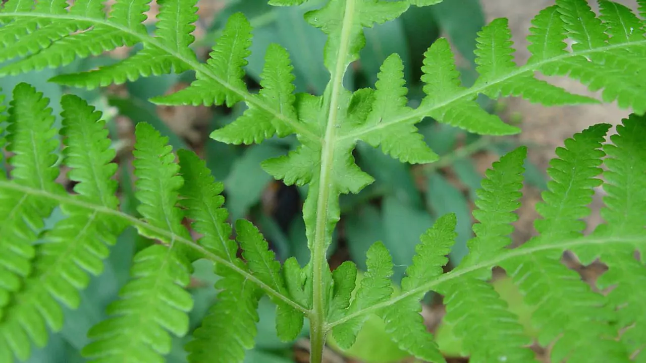 21 Hardy Fern Varieties 10 Broad Beech fern