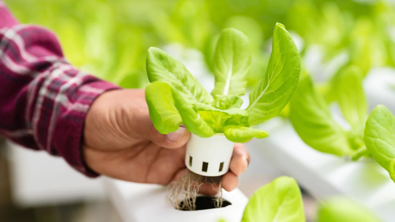 Bubbleponics Vs DWC: Which is Better? 2 Bubbleponics gear