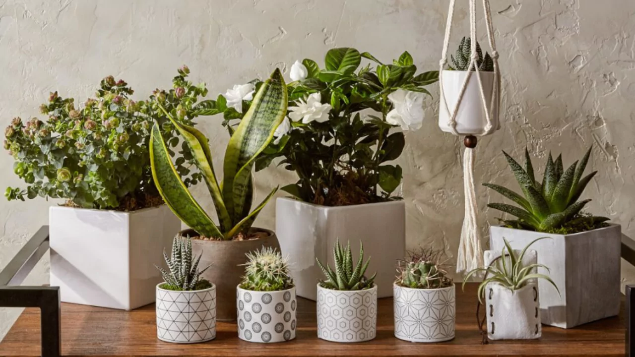 Do Indoor Plants Attract Bugs