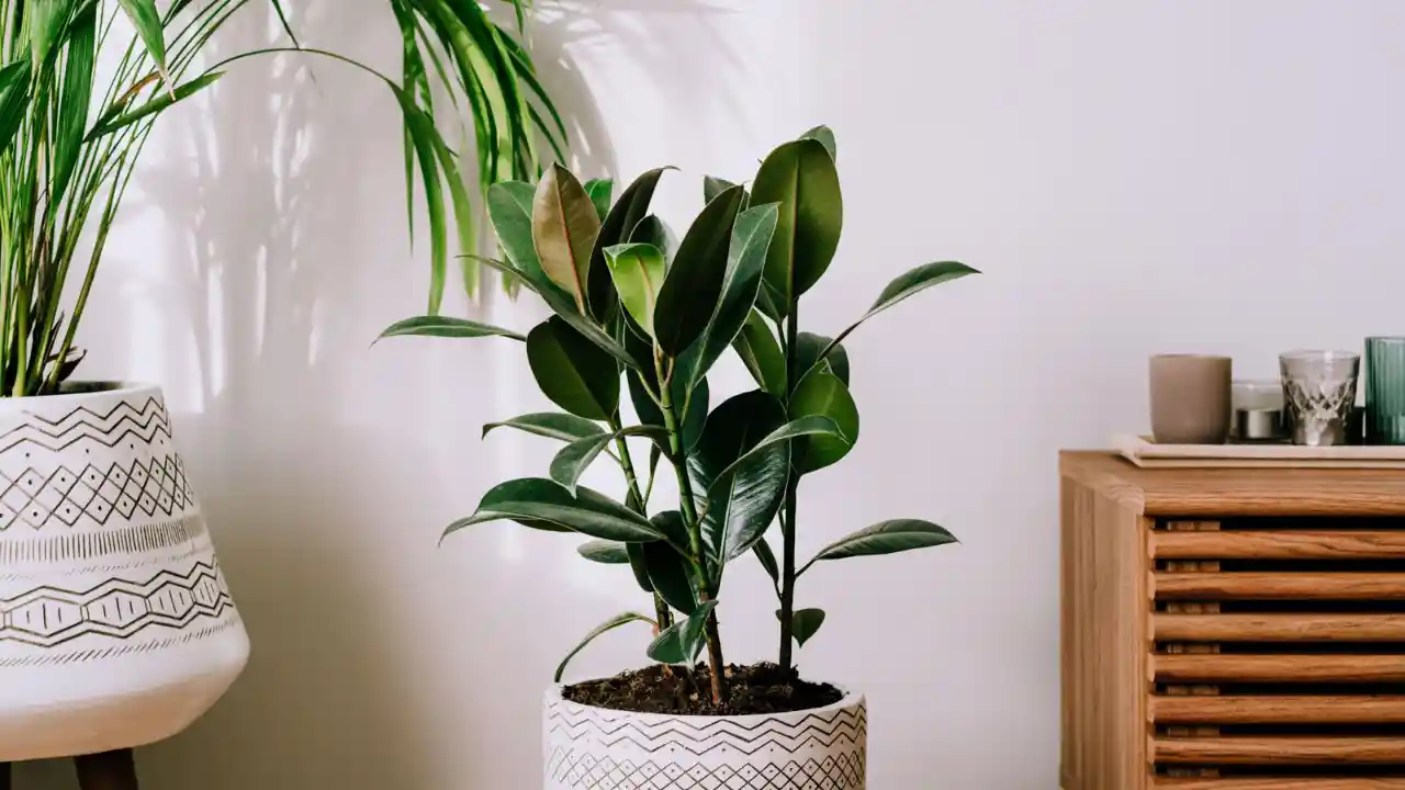 13 Indoor Plants with the Biggest Leaves 5 Burgundy rubber tree