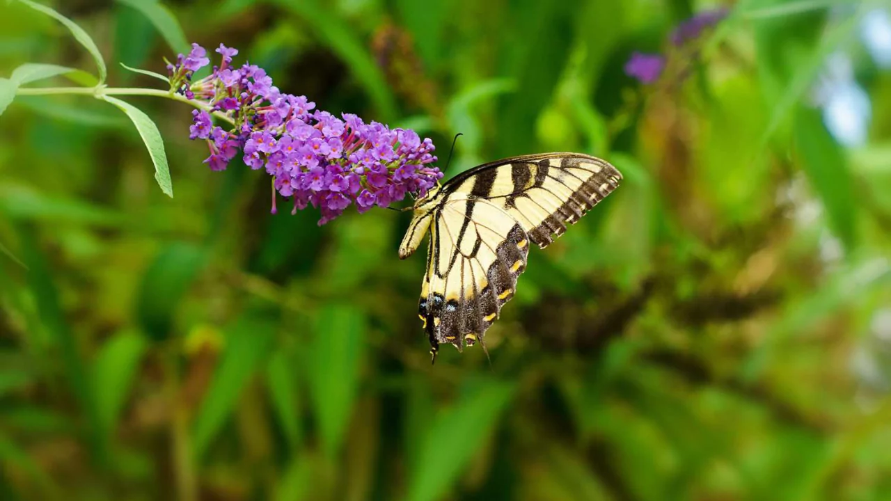 15 Kid-Safe Plants for Play Spaces (Indoors & Outdoors) 8 Butterfly bush