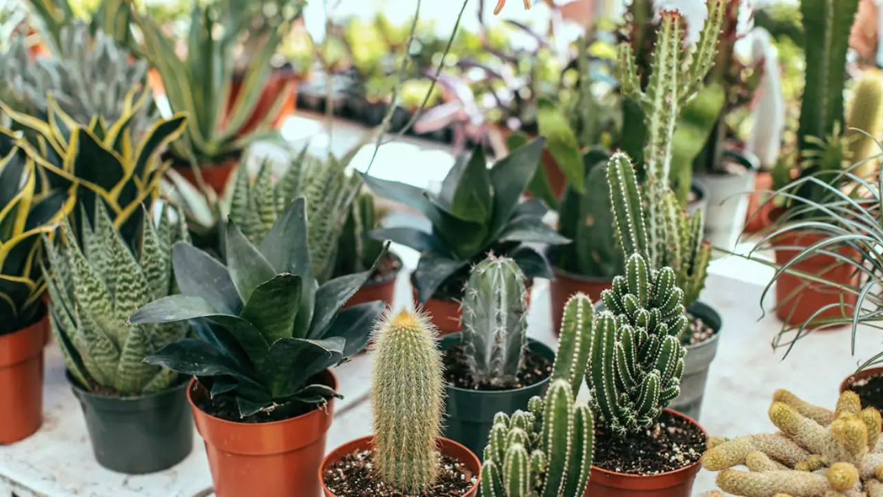 Can A Cactus Get Too Much Sun? 3 Cacti succulents 1