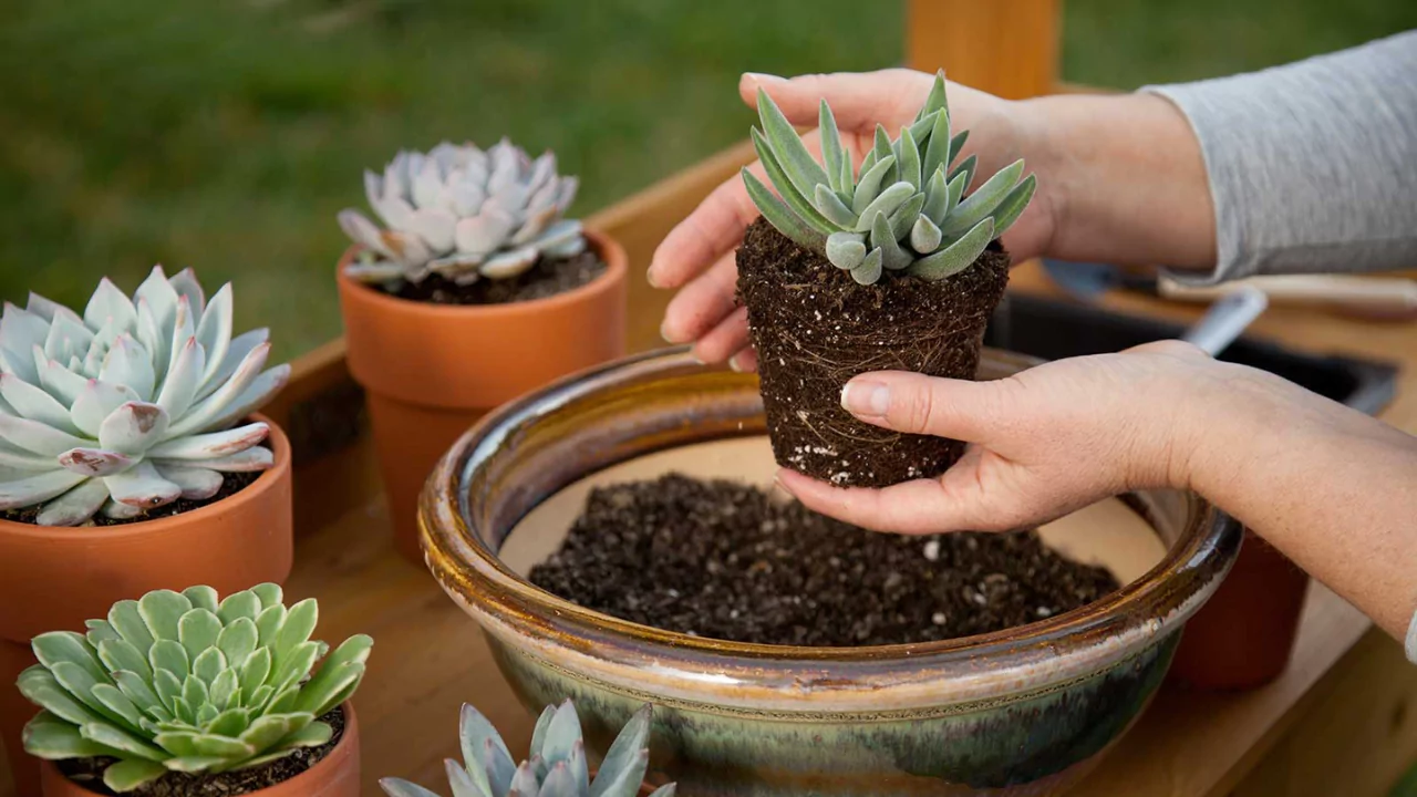 Can You Use Epsom Salt on Succulents