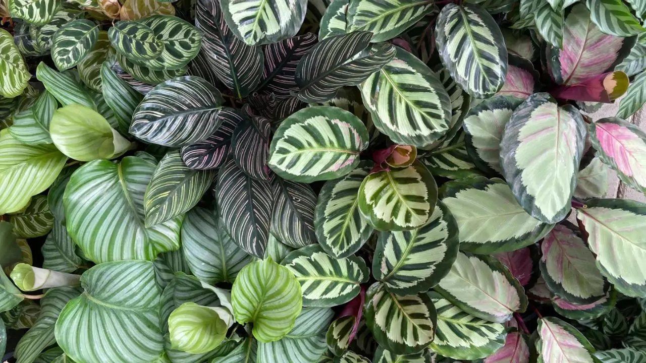 Calathea Dottie leaves