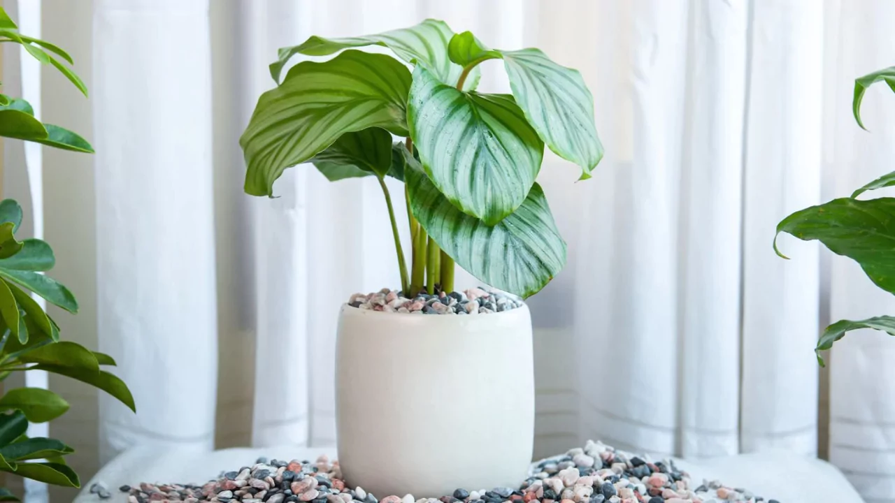 13 Indoor Plants with the Biggest Leaves 4 Calathea Orbifolia