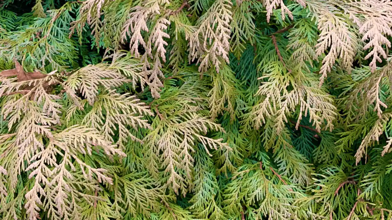 Can you revive a dying Conifer
