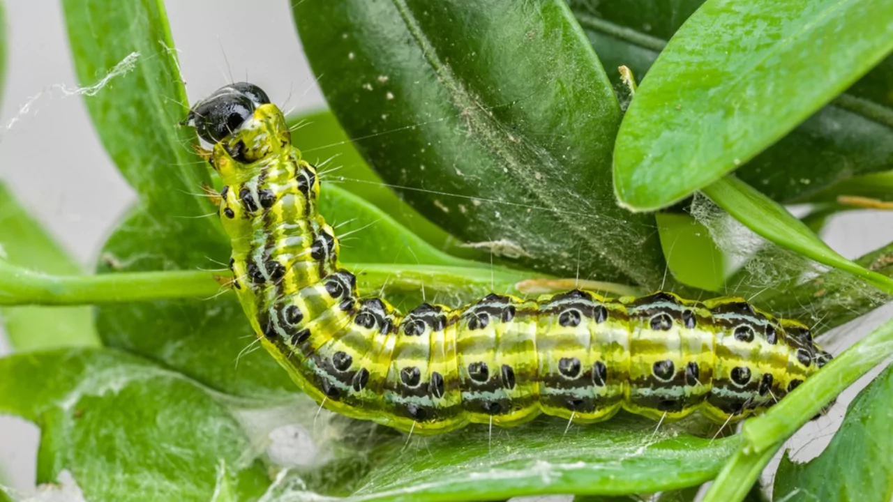 Caterpillars body
