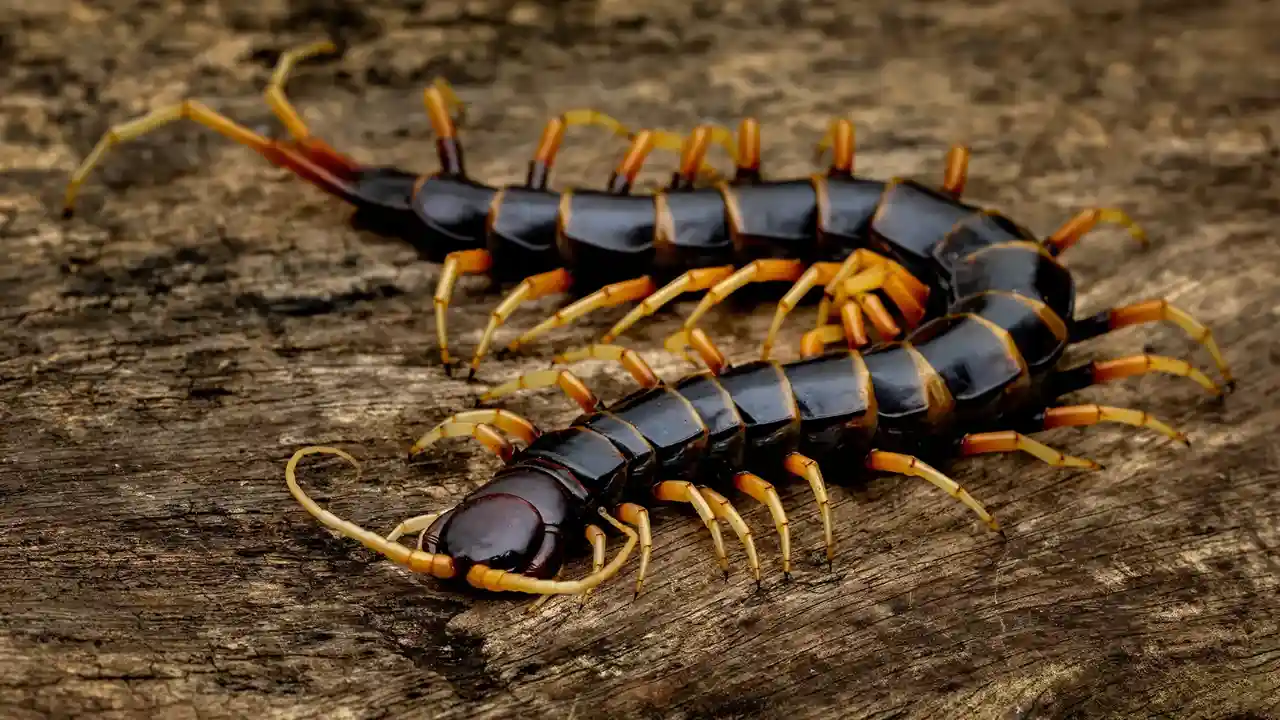 Do Centipedes Have 100 Legs? Why Do They Have so Many Legs? 2 Centipede