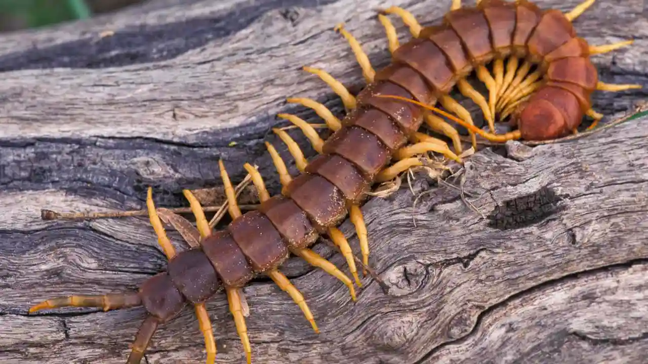 Do Centipedes Have 100 Legs? Why Do They Have so Many Legs? 1 Centipedes 100 legs 1