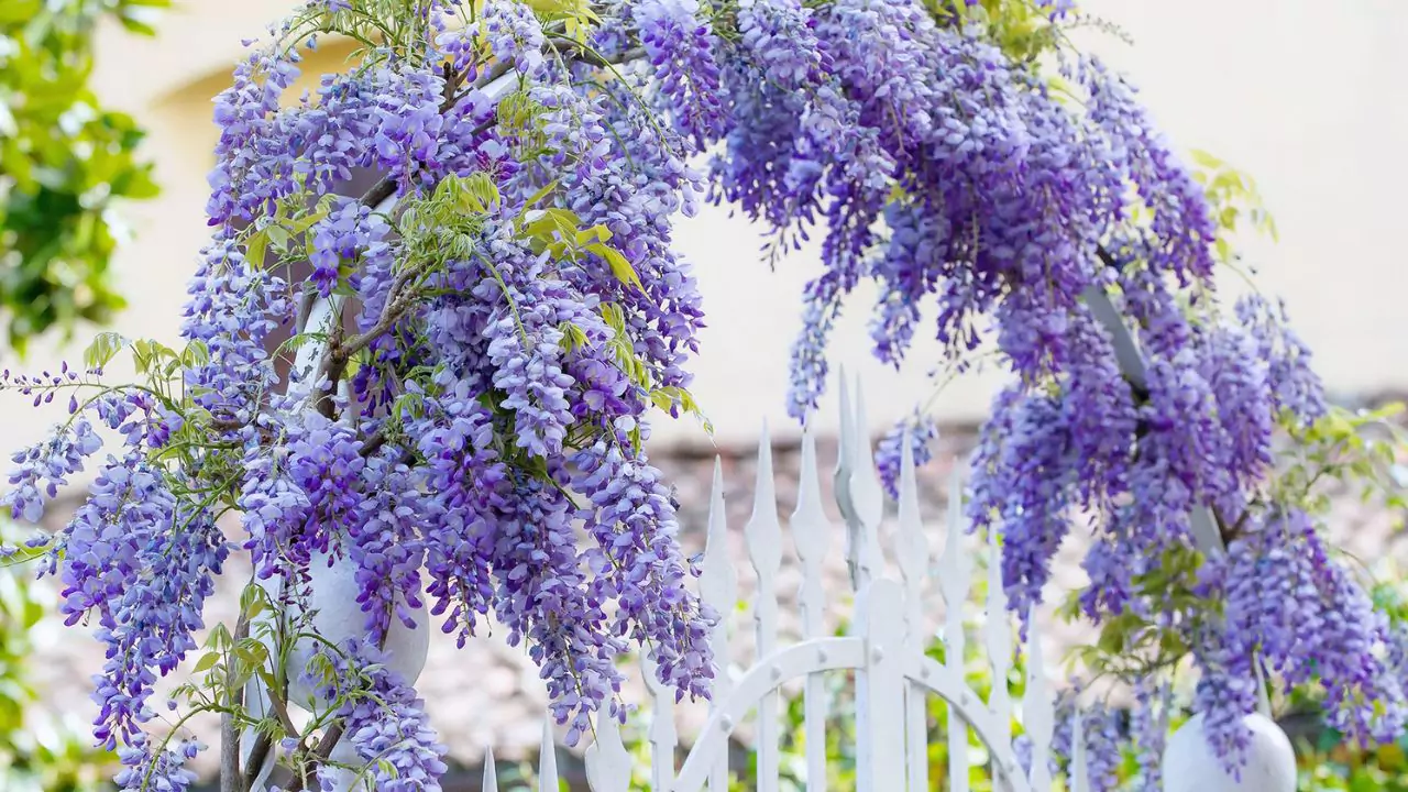 Seasonal Guide To Japanese Flowers 2 Chinese Wisteria