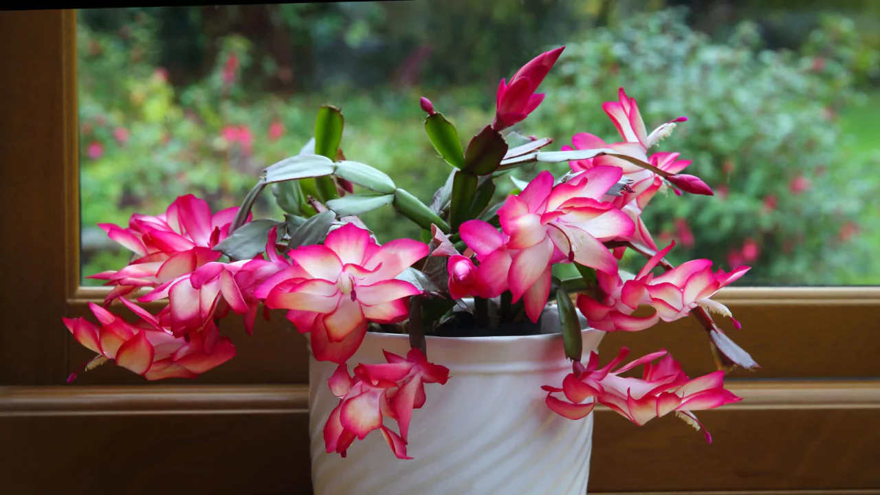 15 Kid-Safe Plants for Play Spaces (Indoors & Outdoors) 1 Christmas Cactus