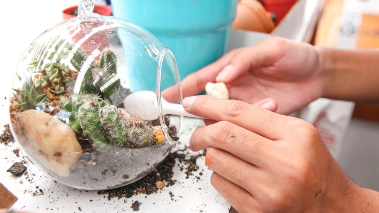 Cleaning Moss in a Terrarium