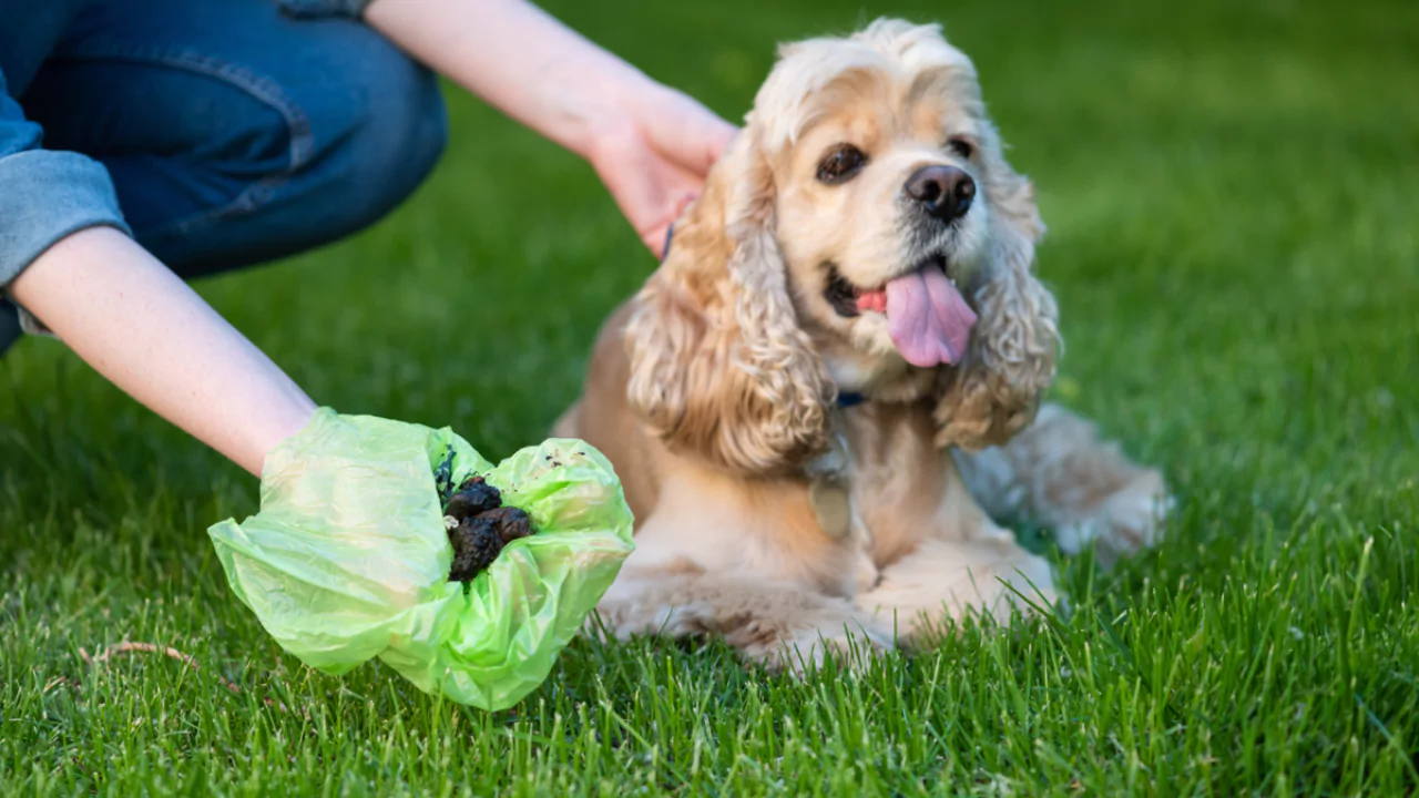 How Do Robotic Mowers Handle Dog Poop