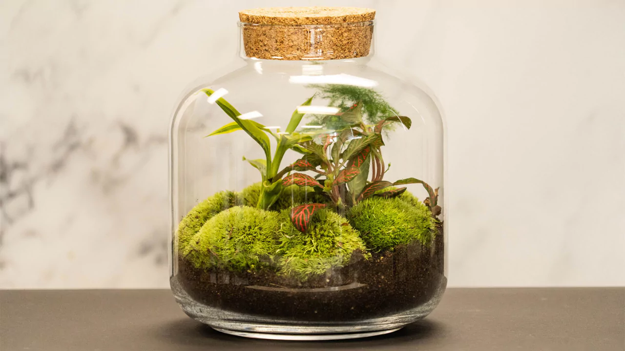 Closed terrarium lifespan 1