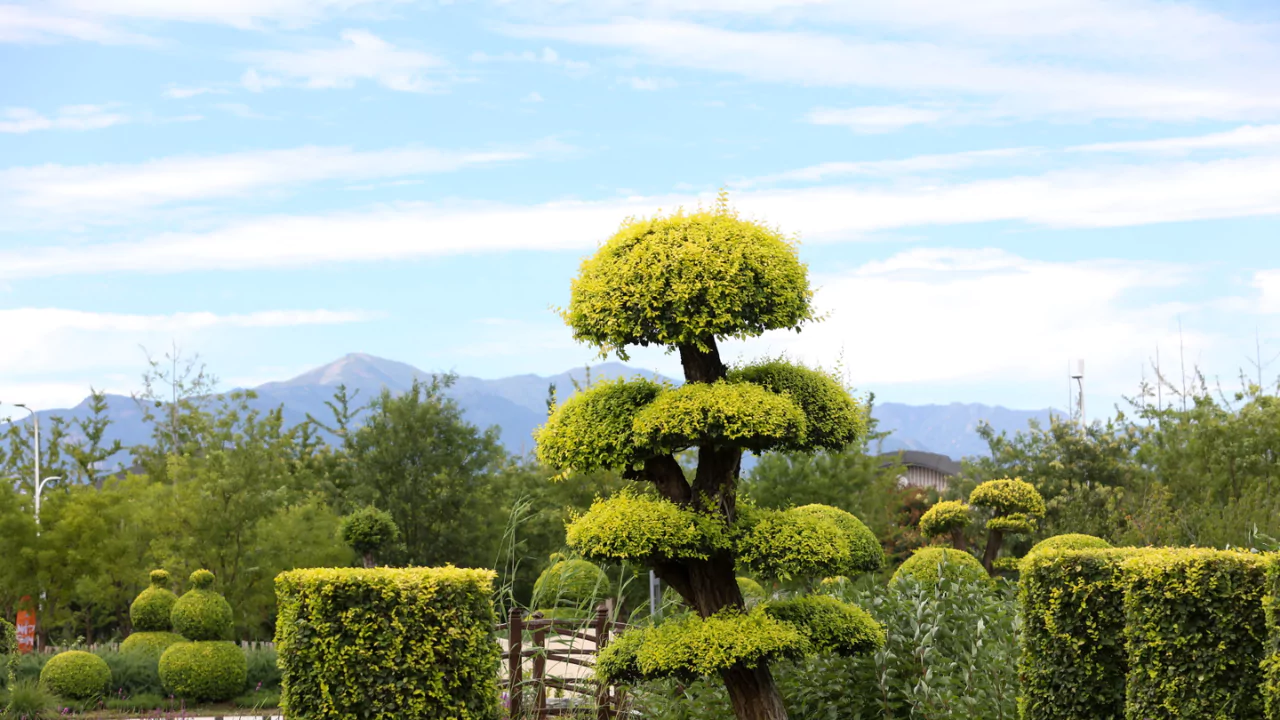 Cloud trees pruning