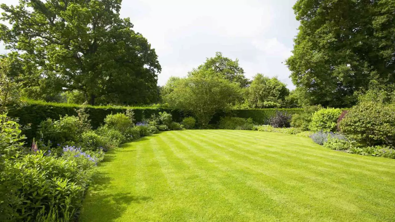 7 Centipede Grass Problems You Might Be Having