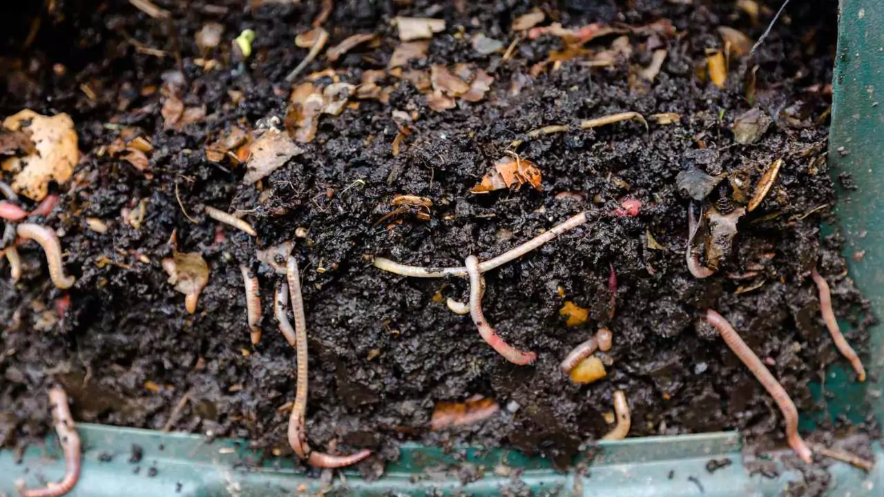 Vermicompost vs Fertilizer: Which is better