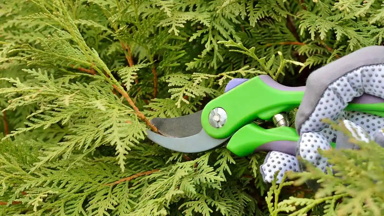 Conifer over pruning