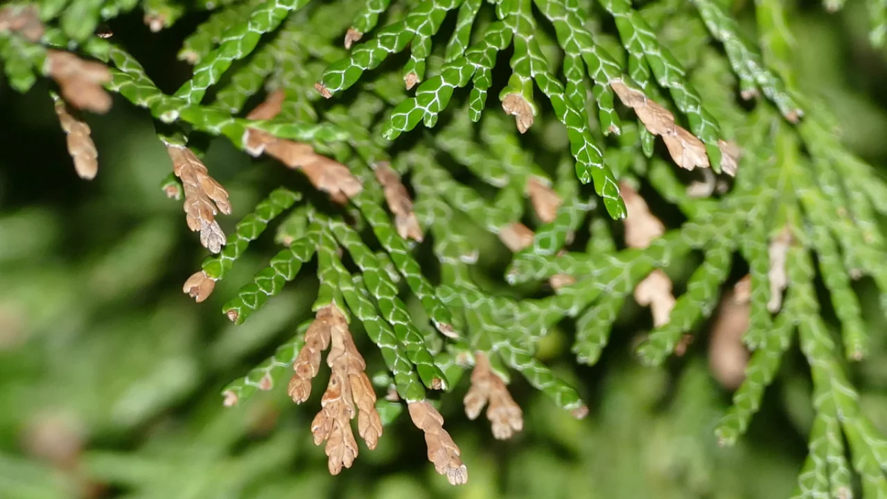 Conifer tree problems