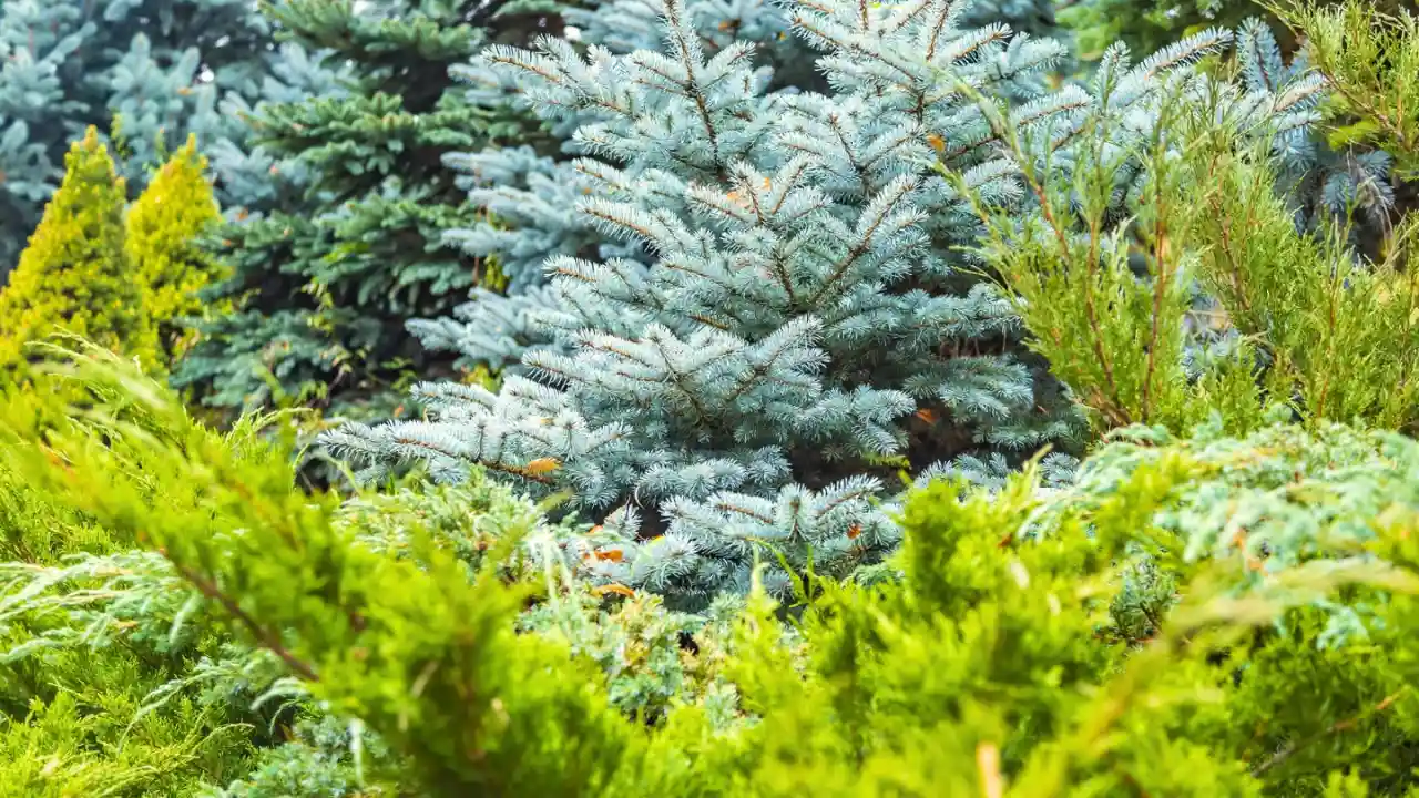 Conifer turning brown – what to do