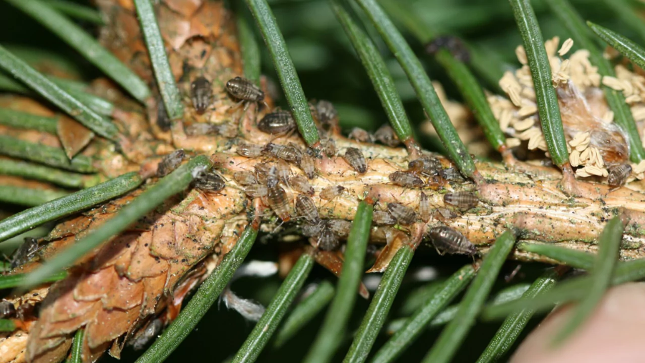 Conifers can have pest problems
