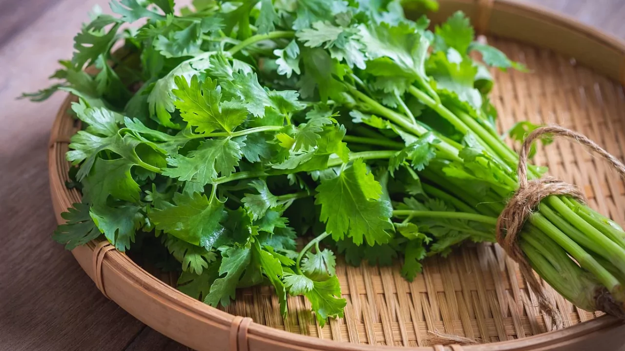 Coriander