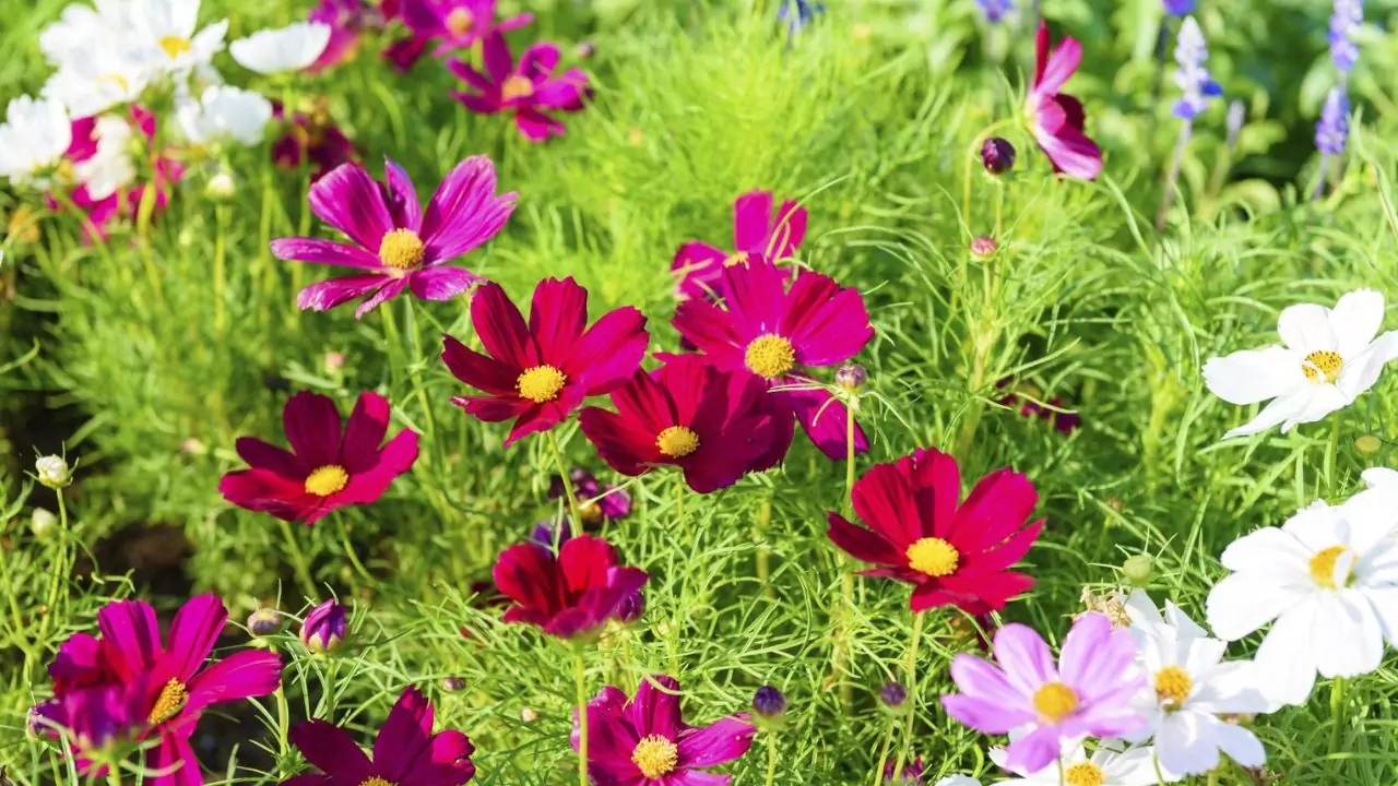 Seasonal Guide To Japanese Flowers