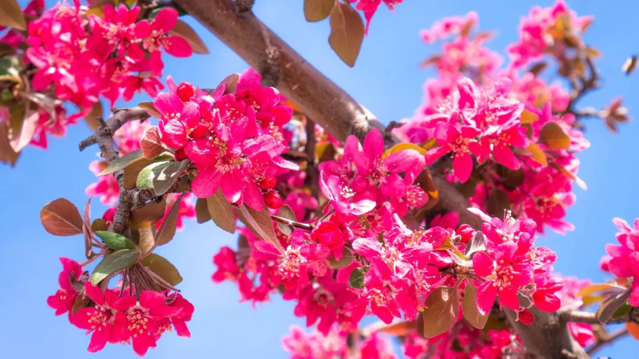 11 Trees That Look Just Like Japanese Cherry Blossom