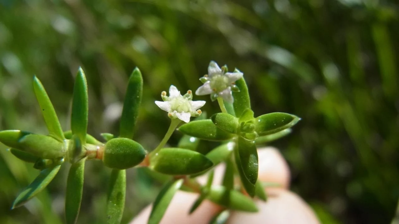 Can You Put Succulents in a Fish Tank With Fish