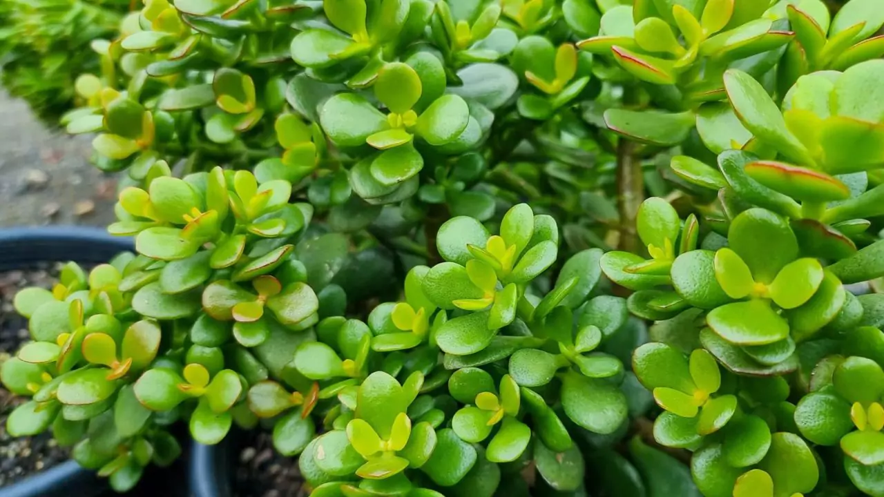 Crassula Ovata