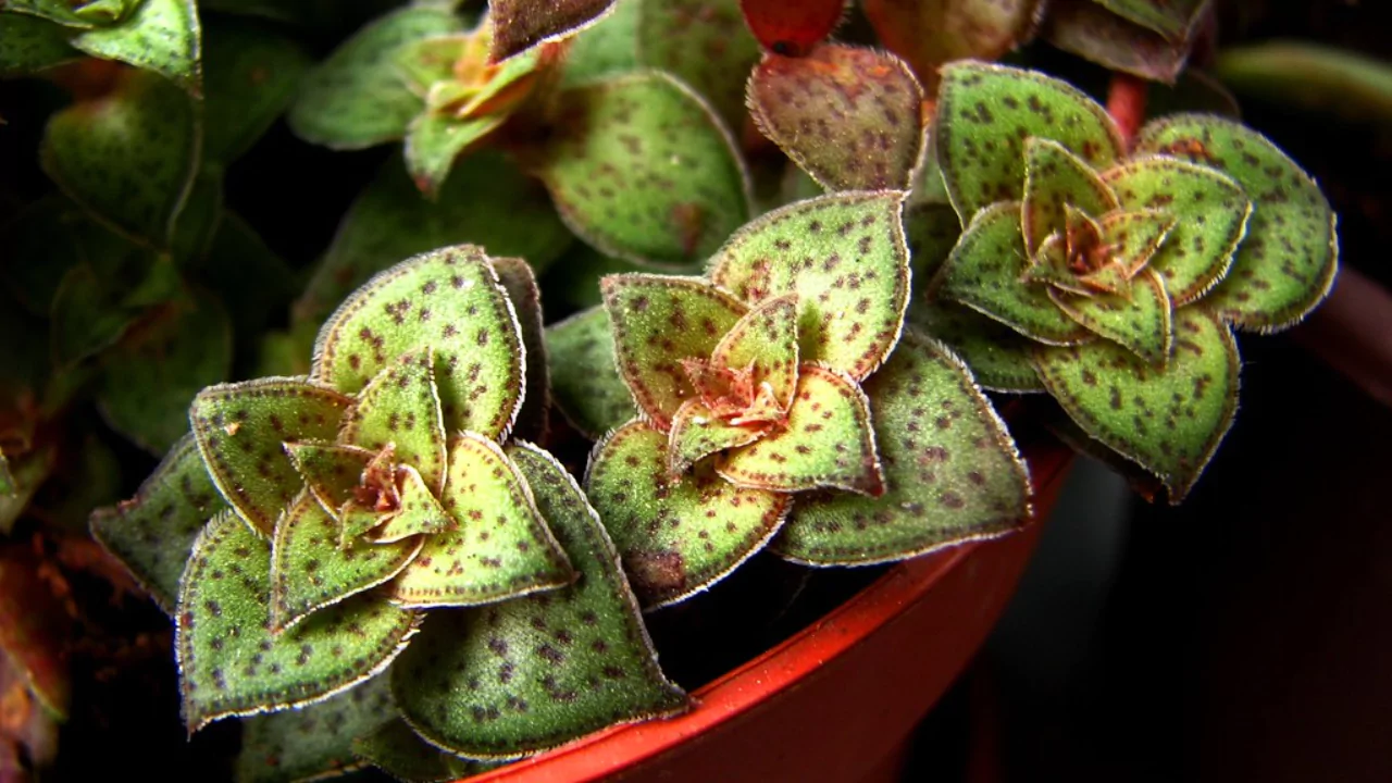Crassula Picturata leaves
