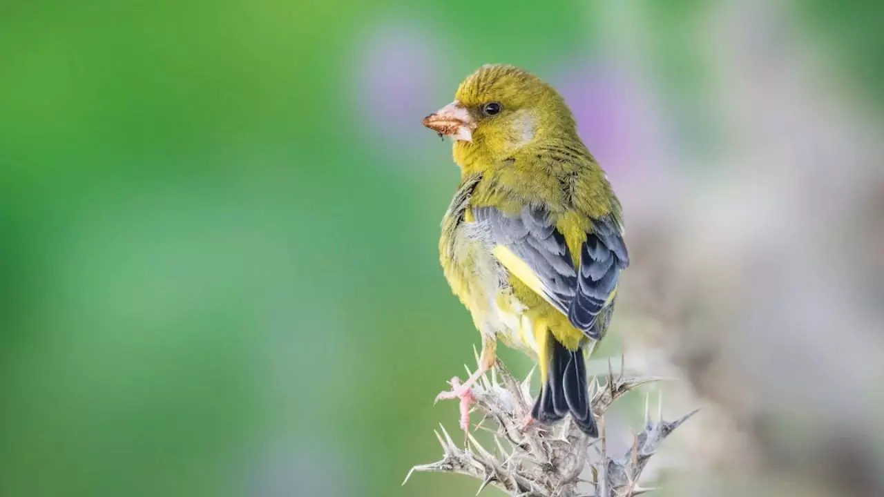 How to Attract Green Finches to Your Garden
