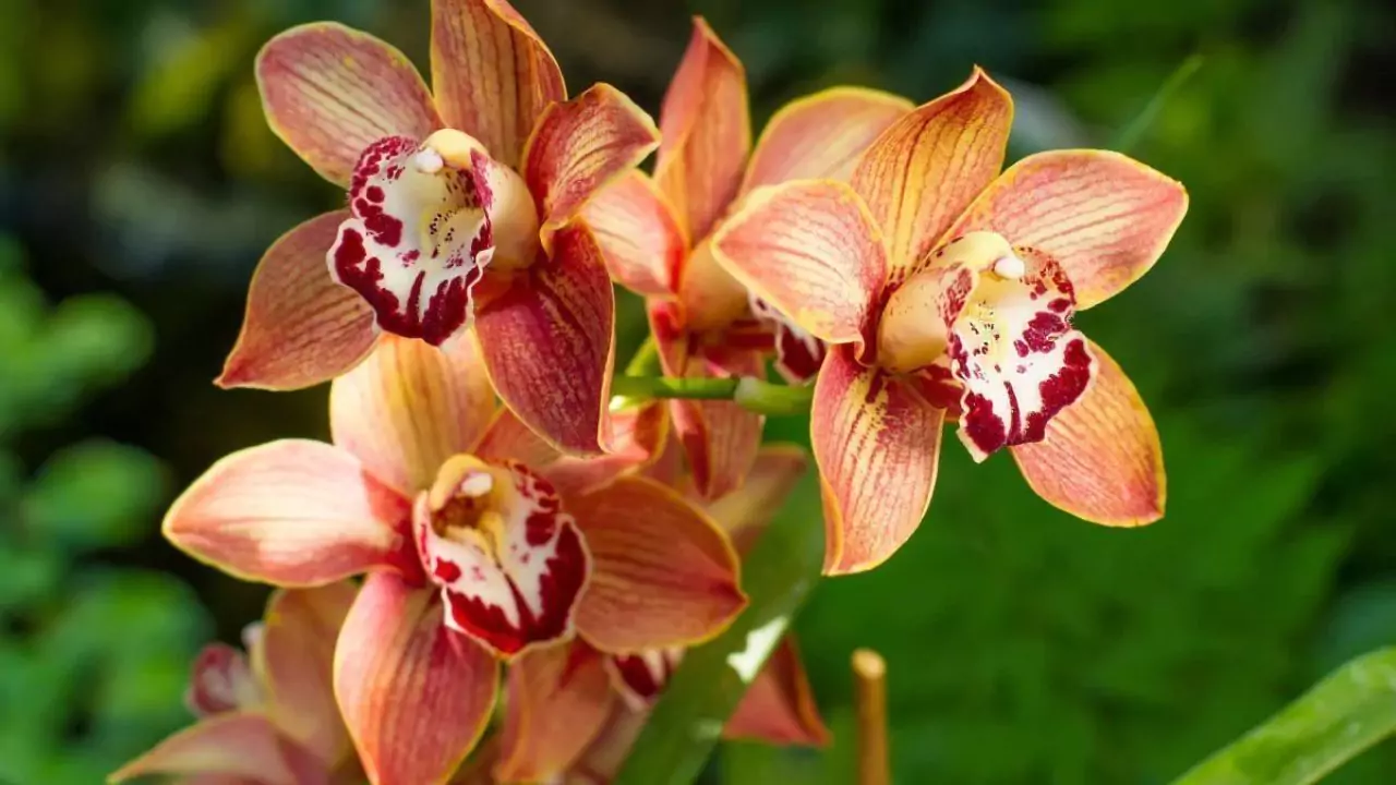 Can You Grow Your Own Wedding Bouquets? 8 Cymbidium Orchids