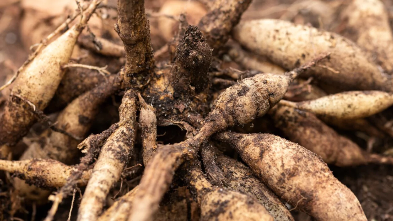 4 Signs Your Dahlia Tubers Are Dead 3 Dahlia tubers having bad smell