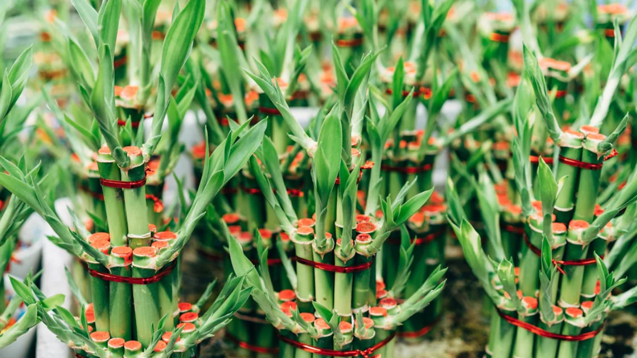 5 Benefits of Bamboo Plants in the Home Explained