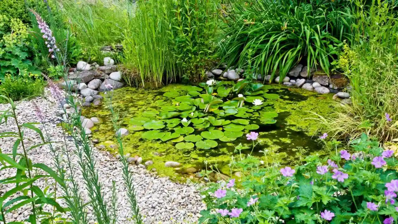 How Do Natural Ponds Stay Clean
