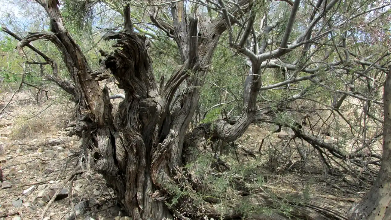 Desert Ironwood trees