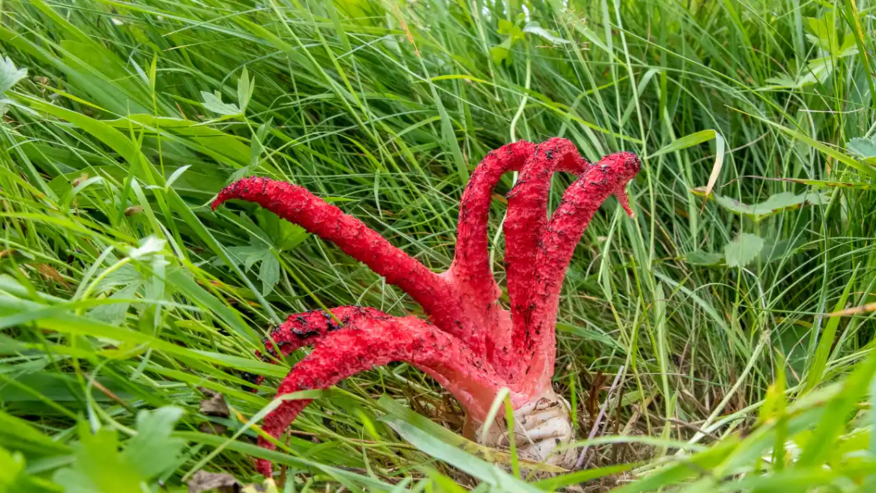 7 Weirdest Mushrooms In The World 6 Devils Fingers mushroom