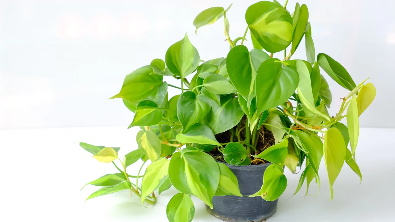 How to Tell the Difference Between Pothos vs Philodendron 3 Differences Between the Photos and Philodendron