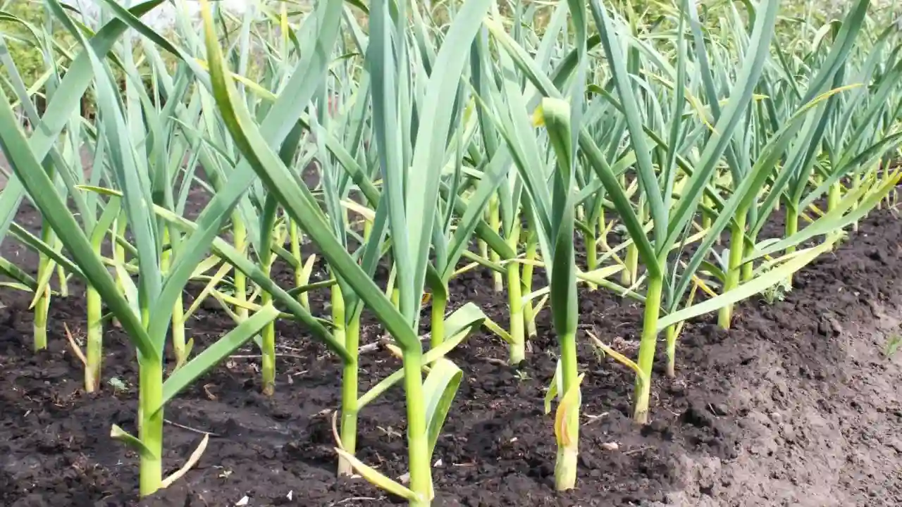 How And When To Harvest Garlic