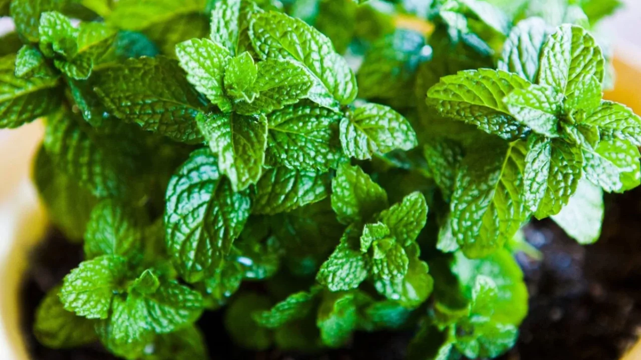 Does Mint Need Full Sun