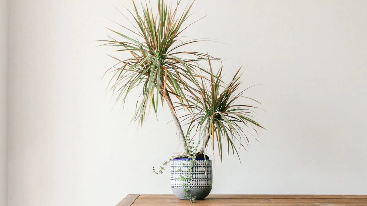 13 Indoor Plants with the Biggest Leaves 13 Dracaena marginata