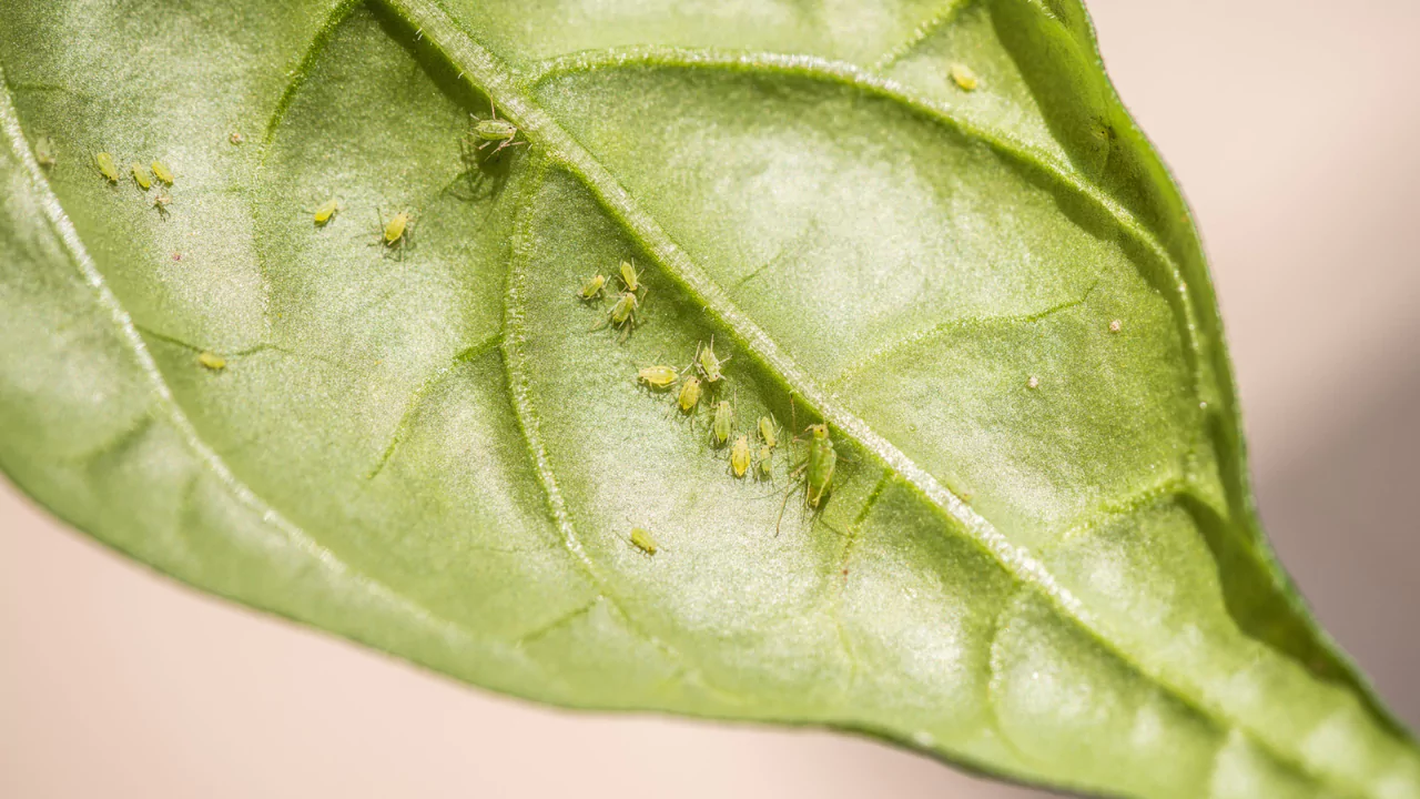 Drowning Aphids
