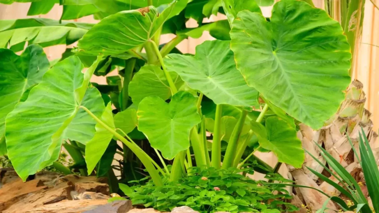 Why Is My Elephant Ear Plant Dripping Water 3 Ear plant from dripping water