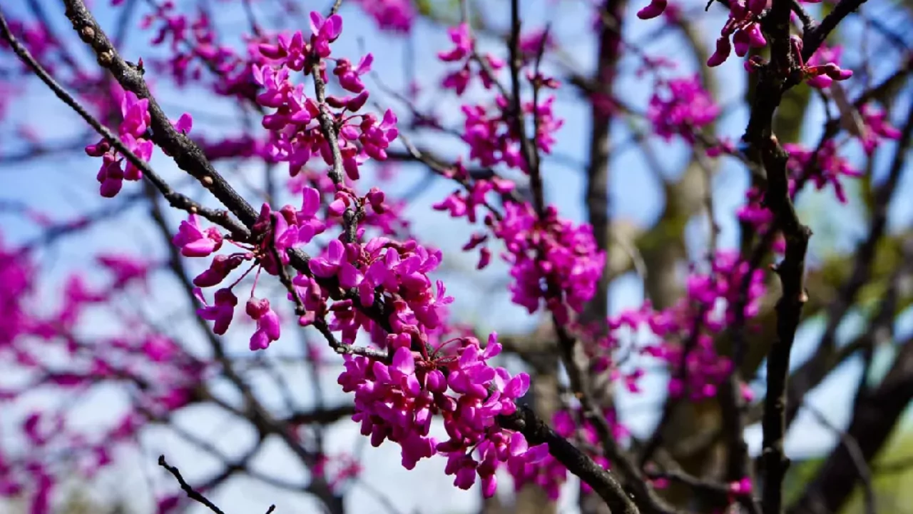 Eastern redbud tree